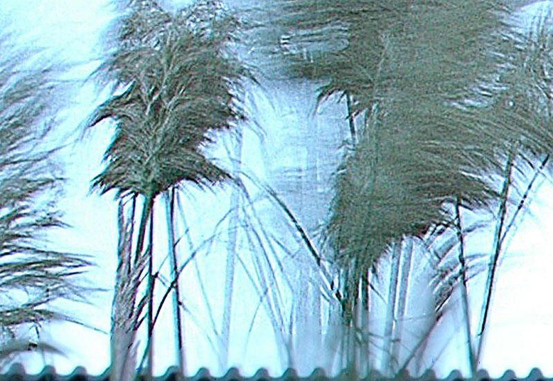 wind